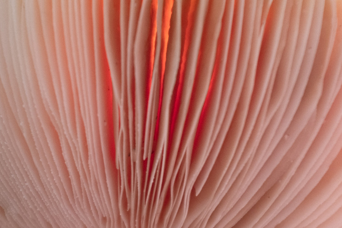 Unlocking the Chemical Composition of Amanita Muscaria