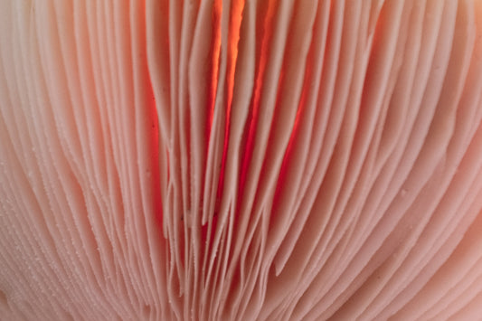 Unlocking the Chemical Composition of Amanita Muscaria