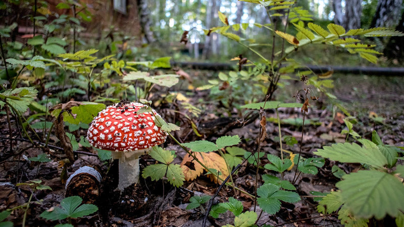 Red Cap